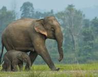 Se calcula que unos 26.000 elefantes asiáticos viven en estado salvaje.