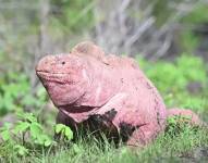 Imagen de una de las iguanas rosadas vista en la Isla Wolf de las Islas Galápagos.