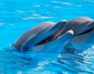 Los delfines se drogan y lo hacen con las toxinas de los peces globo
