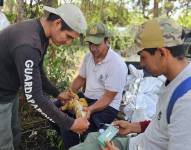 Entre agosto y octubre de 2025, se realizó la reintroducción de 1 500 iguanas terrestres