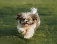 Perro de raza shih tzu