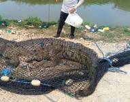 Un cocodrilo fue rescatado dentro de una camaronera de Durán. La Unidad de Policía de Medio Ambiente trasladará al reptil a su hábitat.