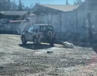 El borrego fue arrastrado por el auto