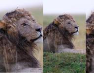 Imágenes de la melena ondulada de Nzuri.