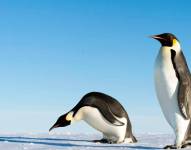 Fotografía de el pingüinos emperador.