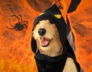 Más de 50 perros y gatos, entre cachorros y adultos, tendrán la oportunidad de encontrar un hogar definitivo.