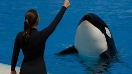 Entrenadora de orcas