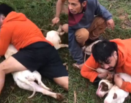 Hombre es atacado por dos pitbull