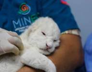 En un zoológico de Venezuela nacen leones blancos que evitarían la extinción de la especie