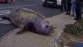 Elefante marino en Ciudad del cabo, Sudáfrica.