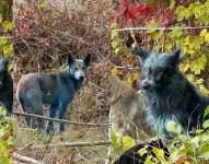 La fundación Dogs of Chernobyl difunió las fotos de los perros de pelaje azules en sus páginas oficiales.