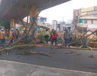 Imagen del árbol caído a la altura del intercambiador de las avenidas 10 de Agosto y Orellana.