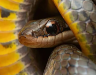 Las culebras pantaneras reales pueden sobrevivir a las toxinas de ranas venenosas.