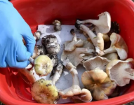 Las autoridades australianas advierten que la especie llamada hongo de la muerte puede confundirse con hongos comestibles.