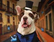 Este perrito se llama Toreto y busca una familia.