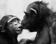 Madre chimpancé y su hijo de 4 años firman acuerdo de destete.