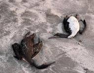 Estudios descartan influenza aviar en especies halladas muertas en playas de Ecuador