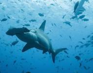 Un tiburón martillo cerca de la isla Darwin, en el norte de Galápagos.