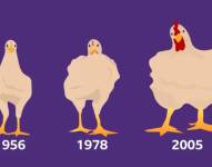 La selección genética ha hecho que los pollos que consumimos actualmente crecieran un 400%, según un estudio de la Universidad de Alberta.