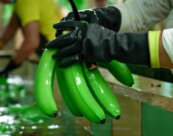 Ecuador es el primer exportador mundial de banano, con más de 6,5 millones de toneladas en 2023, según las estadísticas de la Asociación de Exportadores de Banano de Ecuador (AEBE).