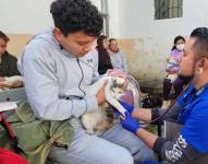 Veterinarios evalúan a un gato antes de su esterilización.