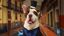 Este perrito se llama Toreto y busca una familia.