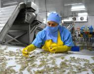 La producción de camarón batió récord en 2023