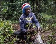 Se espera que cada keniano plante al menos dos árboles para alcanzar la meta