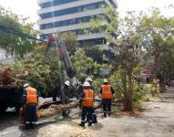 Obreros de Epmmop podan árboles en el norte de Quito.