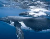 Dos ballenas en el mar