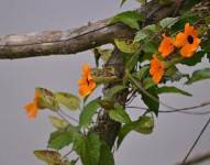La Susanita, conocida también como ojo de poeta, afecta a la flora local.