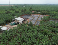 Más de 4 000 plantas de banano han sido destruidas en Santa Rosa, El Oro, por el Fusarium Raza 4