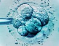 Muchas organizaciones cristianas en EE.UU. se dedican a promover la adopción de embriones congelados (imagen de archivo).