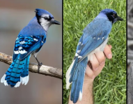 Un raro pájaro híbrido identificado en Texas (panel central) es el resultado del apareamiento entre un arrendajo azul macho (izquierda) y una arrendajo verde hembra (derecha).