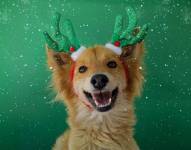 Imagen de uno de los perros de la Unidad de Bienestar Animal del Municipio de Quito.