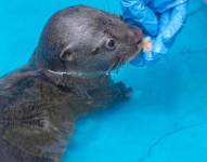 La nutria bebé se baña todos los días en una pequeña piscina inflable y come pedazos de trucha.