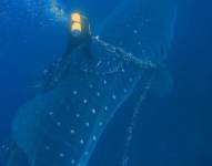 Imagen de un buzo quitando una red encima de un tiburón ballena, el 1 de octubre del 2023.