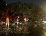 Imagen de un árbol caído en Guayaquil, durante las lluvias de la noche del lunes 19 de febrero.