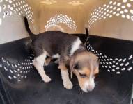 Una de las mascotas rescatadas en el mercado Las Cuadras, sur de Quito.