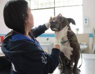 Los técnicos de la UBA atendieron a la mascota rescatada en el sector de Calderón, extremo norte de Quito.