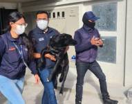 La dueña del perro rescatado en un balcón, en una casa de Quito, justificó el maltrato