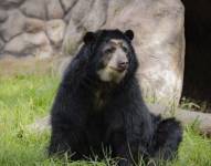 Suro llegó al Zoológico de Quito en 2002.