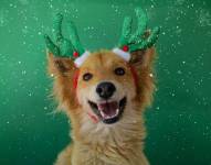 Imagen de uno de los perros de la Unidad de Bienestar Animal del Municipio de Quito.