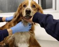 El can rescatado en las instalaciones del Metro de Quito.