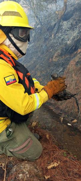 Un animal murió en el incendio forestal