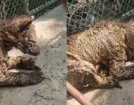 Osa en Monterrey, México