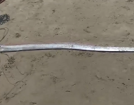 En un video difundido en redes sociales se observa al pescado tendido en la arena mientras varias personas lo veían desde lejos.