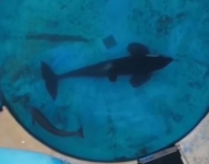 Kshamenk en su estanque, mundo marino, Argentina