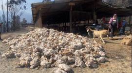 Carmen Salinas, dueña de esa granja avícola, aseguró a Ecuavisa que ha perdido una inversión de 70 000 dólares.