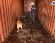 Agentes antinarcóticos decidieron realizar una inspección detallada de dos contenedores que recibieron una alerta positiva por parte de perros entrenados.